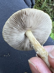 Agrocybe olivacea