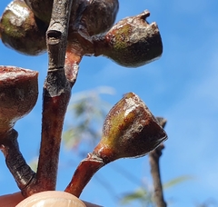 Eucalyptus luehmanniana
