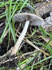Agrocybe olivacea