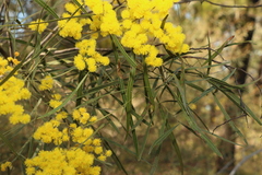 Acacia neriifolia
