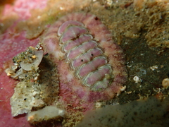 Onithochiton neglectus