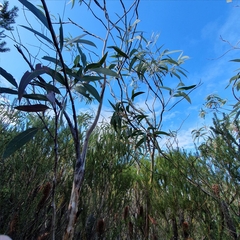 Eucalyptus luehmanniana