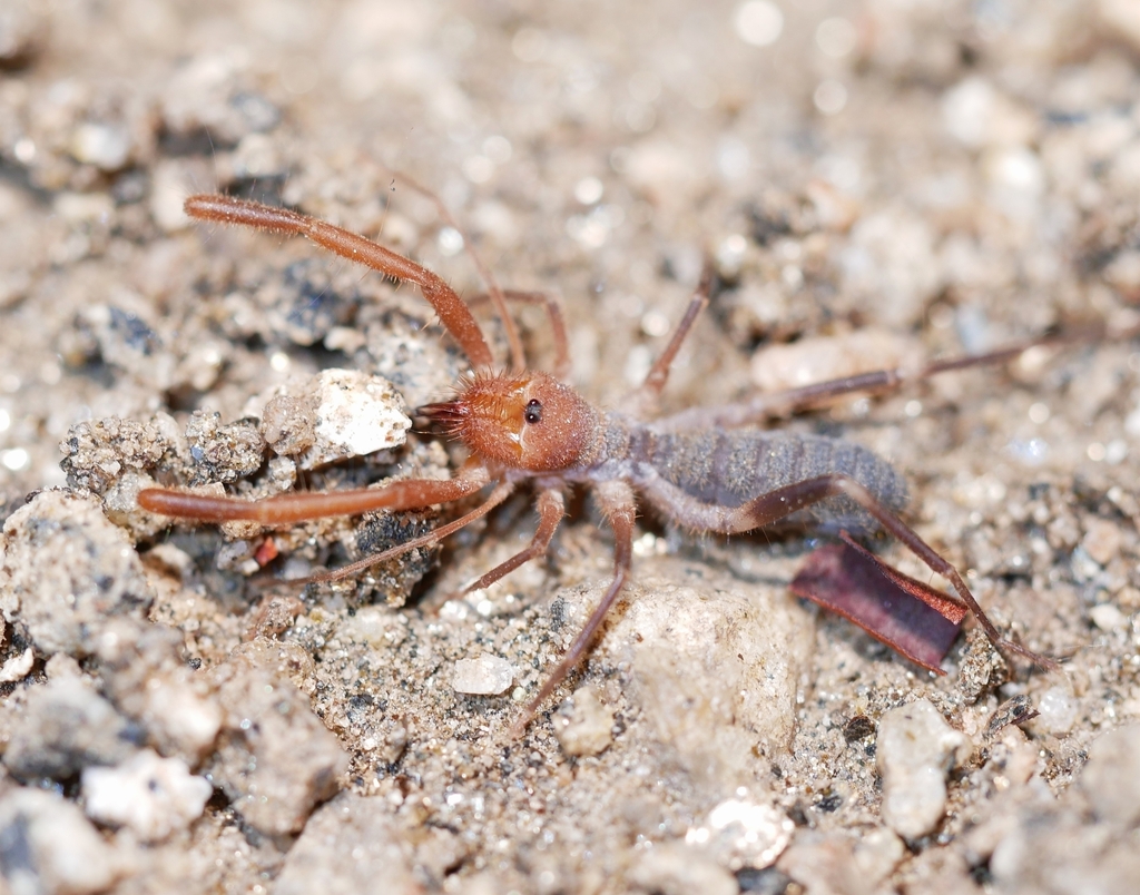 Eremochelis striodorsalis