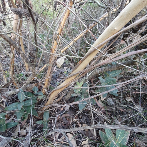 Image of Eucalyptus luehmanniana by (c) ronavery, some rights reserved (CC BY)