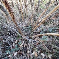 Eucalyptus luehmanniana