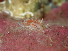 Coryphellina albomarginata