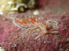 Coryphellina albomarginata