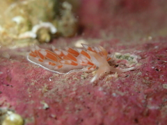 Coryphellina albomarginata