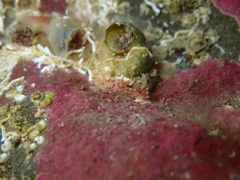 Coryphellina albomarginata