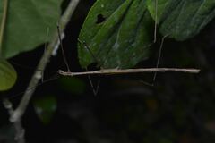 Rhamphosipyloidea