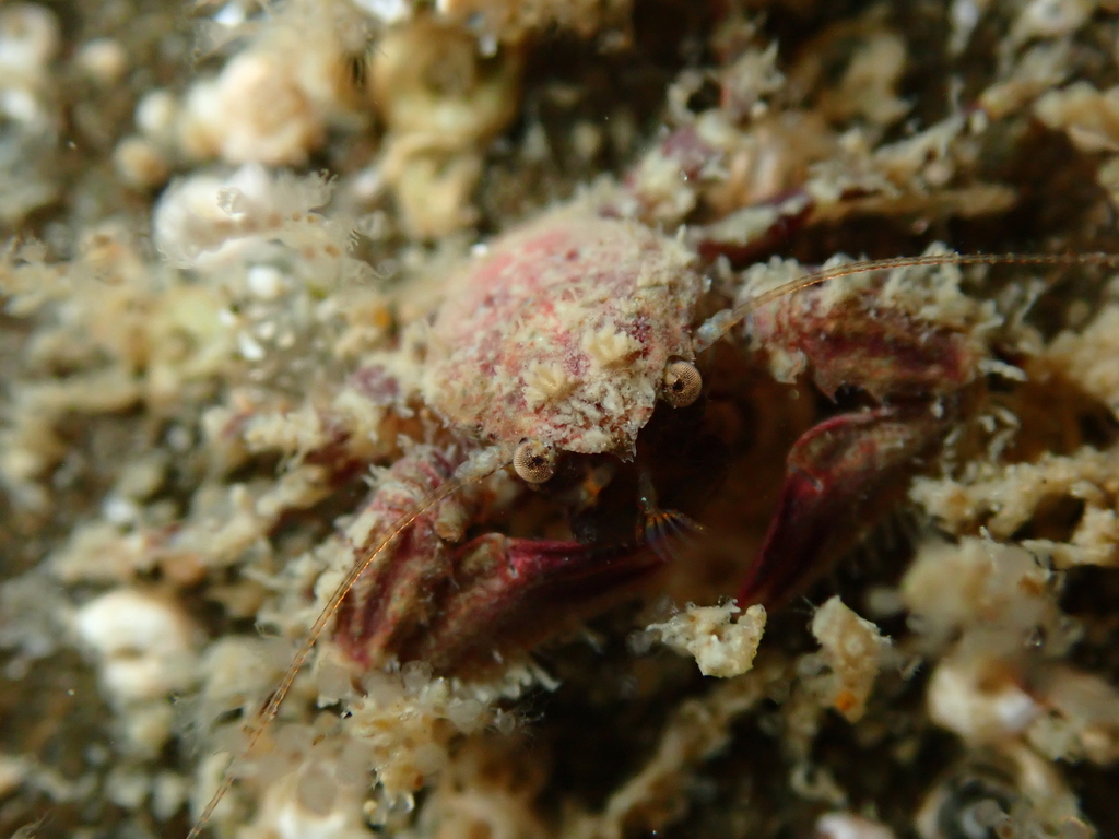 Petrocheles spinosus