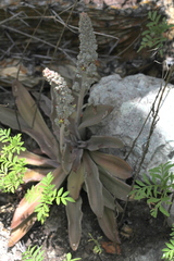 Thompsonella minutiflora, photograph (c) Alexis López Hernández, some rights reserved (CC BY)