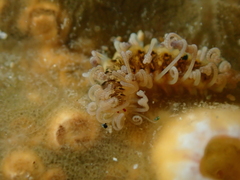 Amblyosyllis