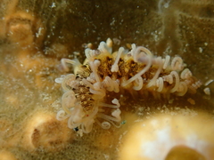Amblyosyllis