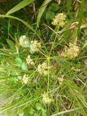 Pimpinella niitakayamensis
