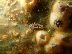 Amblyosyllis