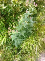 Aconitum fukutomei