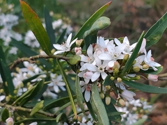 Philotheca myoporoides