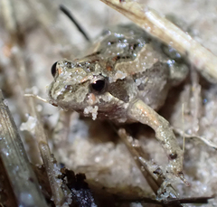 Crinia parinsignifera