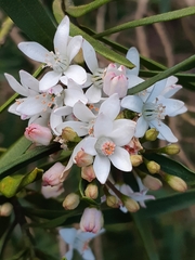 Philotheca myoporoides
