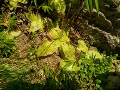 Pinguicula corsica