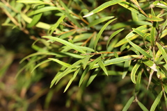 Notelaea linearis