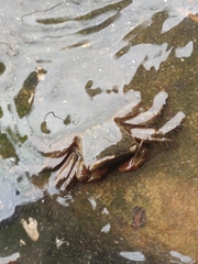 Metopograpsus thukuhar