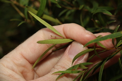 Notelaea linearis