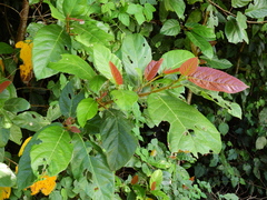 Ficus congesta