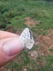 Polyommatus hispana