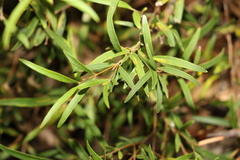 Notelaea linearis