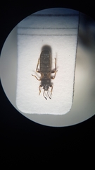 Dimorphopterus spinolae