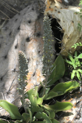 Thompsonella minutiflora, photograph 6