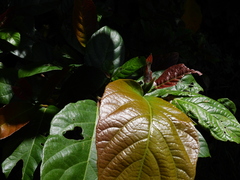 Ficus congesta