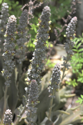 Thompsonella minutiflora, photograph 5