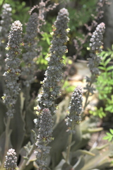 Thompsonella minutiflora, photograph (c) Alexis López Hernández, some rights reserved (CC BY)