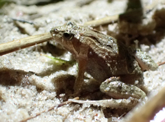 Crinia parinsignifera