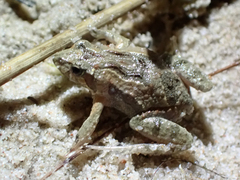 Crinia parinsignifera