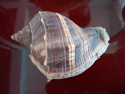 American Crown Conch