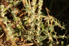Sclerolaena birchii
