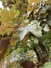 Acer pseudoplatanus