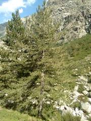 Pinus nigra laricio