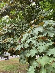 Acer pseudoplatanus