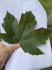 Acer pseudoplatanus