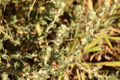 Sclerolaena birchii