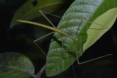Rhamphosipyloidea