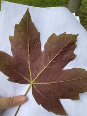 Acer pseudoplatanus
