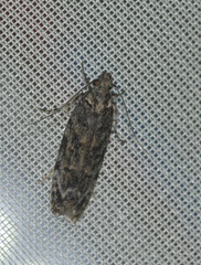 Psoricoptera gibbosella