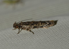 Psoricoptera gibbosella