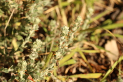 Sclerolaena birchii
